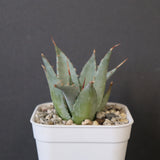 【DRAGON AGAVE】アガベ 甲蟹×妖炎 EC1145