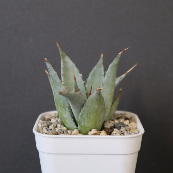 Dragon Agave – TaiShoDo ONLINE SHOP
