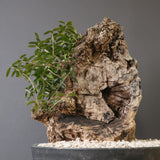 オールドオリーブ（古木）　EC2036