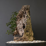 オールドオリーブ（古木）　EC2036