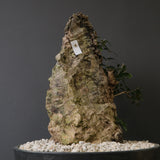 オールドオリーブ（古木）　EC2036