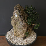 オールドオリーブ（古木）　EC2036