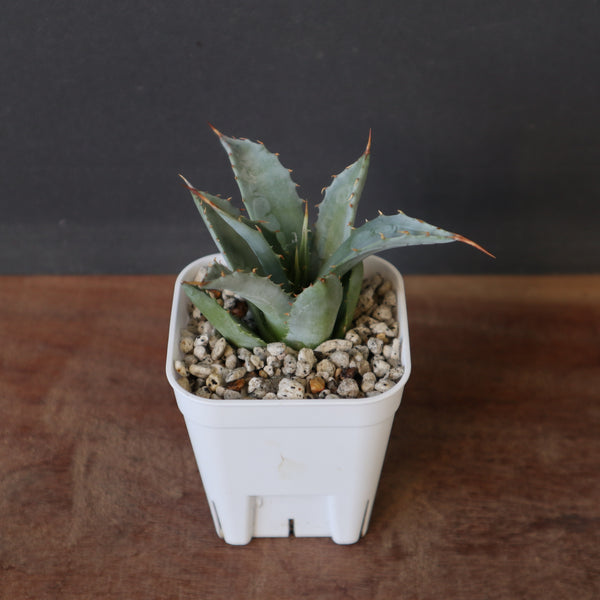 DRAGON AGAVE】アガベ 甲蟹×妖炎 EC1141 – TaiShoDo ONLINE SHOP