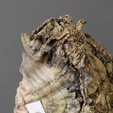 オールドオリーブ（古木）　EC2036