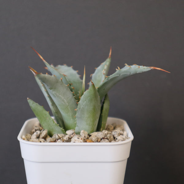 Dragon Agave – TaiShoDo ONLINE SHOP