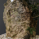 オールドオリーブ（古木）　EC2036