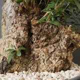 オールドオリーブ（古木）　EC2036