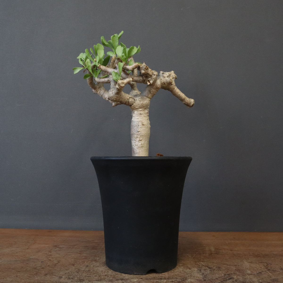 バオバブの木　コーデックス バオバブの木 コーデックス kikyo woods garden / その他植物