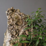 オールドオリーブ（古木）　EC2036