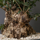 オールドオリーブ（古木）　EC2036