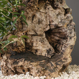 オールドオリーブ（古木）　EC2036