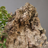 オールドオリーブ（古木）　EC2036