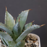 【DRAGON AGAVE】アガベ 甲蟹×妖炎 EC1141