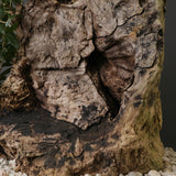 オールドオリーブ（古木）　EC2036