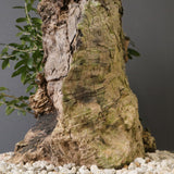 オールドオリーブ（古木）　EC2036