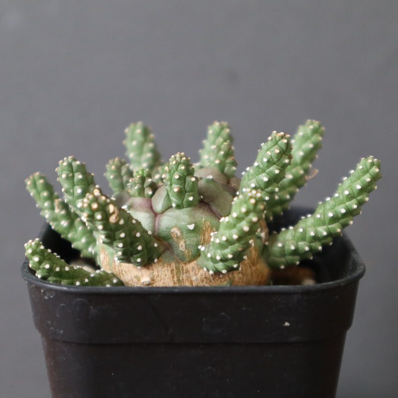 E.ガムケンシス EC2887 – TaiShoDo ONLINE SHOP