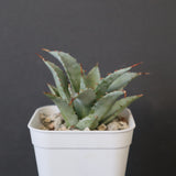 【DRAGON AGAVE】アガベ 甲蟹×妖炎 EC1139