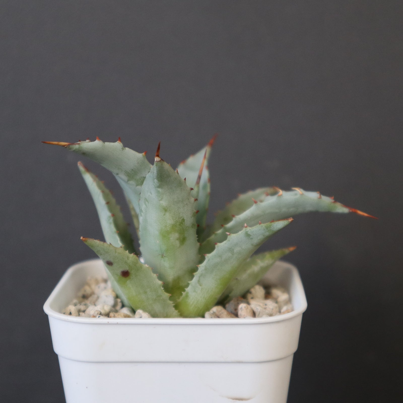 DRAGON AGAVE】アガベ 甲蟹×妖炎 EC1139 – TaiShoDo ONLINE SHOP