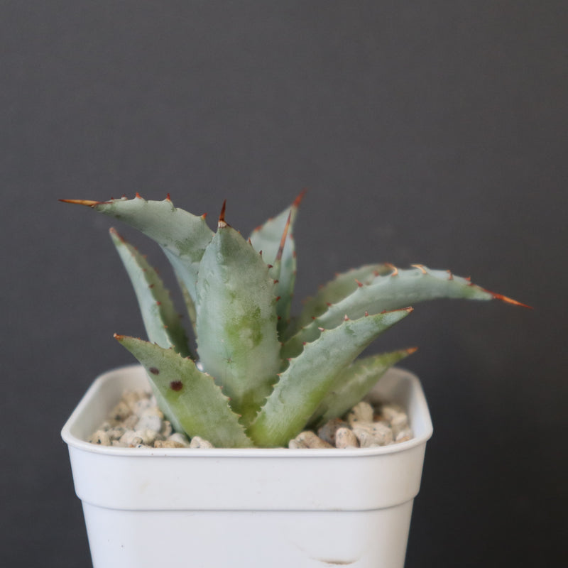 DRAGON AGAVE】アガベ 甲蟹×妖炎 EC1139 – TaiShoDo ONLINE SHOP