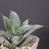 【DRAGON AGAVE】アガベ 甲蟹×妖炎 EC1139