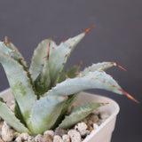 【DRAGON AGAVE】アガベ 甲蟹×妖炎 EC1139