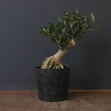 オリーブ（アルベキーナ）　EC2041