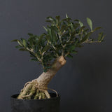 オリーブ（アルベキーナ）　EC2041