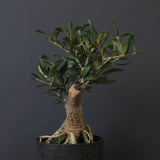 オリーブ（アルベキーナ）　EC2041