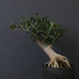 オリーブ（アルベキーナ）　EC2041