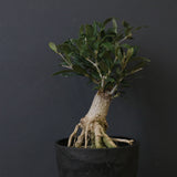 オリーブ（アルベキーナ）　EC2041