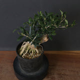 オリーブ（アルベキーナ）　EC2041