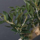 オリーブ（アルベキーナ）　EC2041