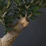 オリーブ（アルベキーナ）　EC2041