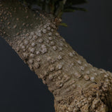 オリーブ（アルベキーナ）　EC2041