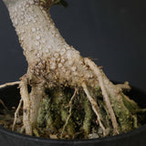 オリーブ（アルベキーナ）　EC2041