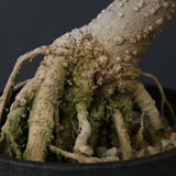 オリーブ（アルベキーナ）　EC2041