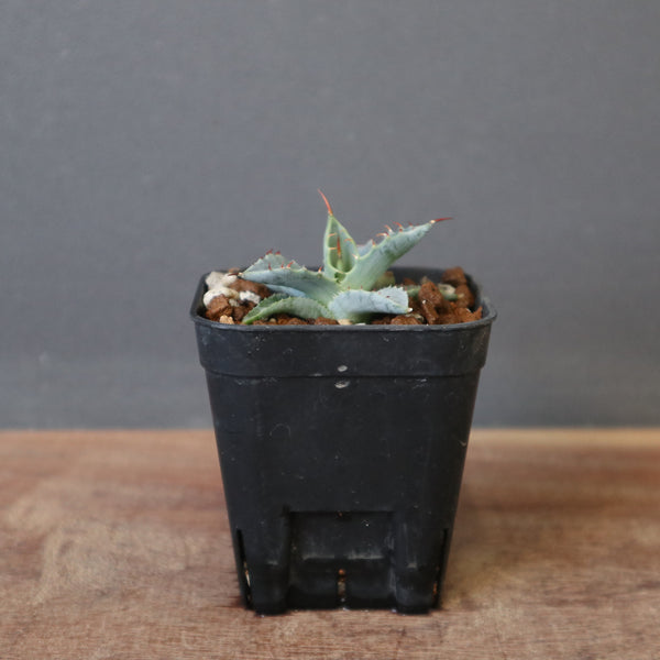 Dragon Agave – TaiShoDo ONLINE SHOP