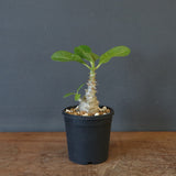 P.ウィンゾリー（実生）273