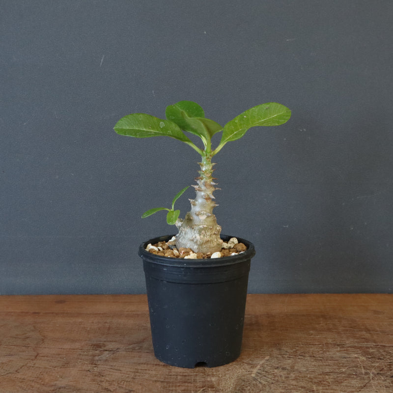 P.ウィンゾリー（実生）273