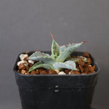 【DRAGON AGAVE】アガベ 日系甲蟹×妖炎 EC1294