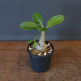 P.ウィンゾリー（実生）273