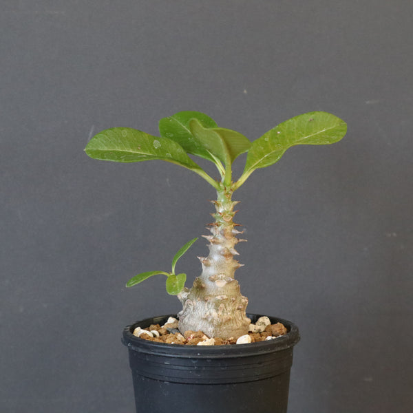 P.ウィンゾリー（実生）273