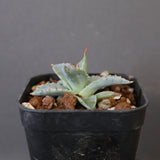 【DRAGON AGAVE】アガベ 日系甲蟹×妖炎 EC1294