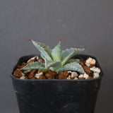 【DRAGON AGAVE】アガベ 日系甲蟹×妖炎 EC1294