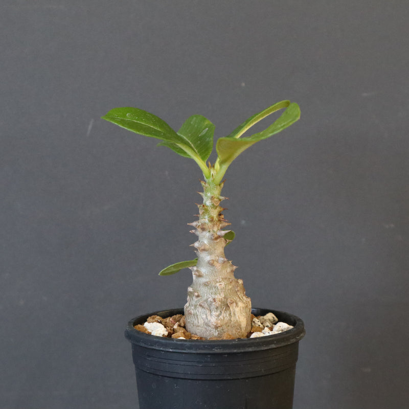 P.ウィンゾリー（実生）273