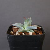【DRAGON AGAVE】アガベ 日系甲蟹×妖炎 EC1294