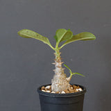 P.ウィンゾリー（実生）273