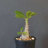 P.ウィンゾリー（実生）273