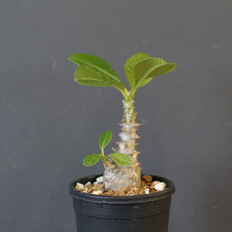 P.ウィンゾリー（実生）273