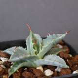 【DRAGON AGAVE】アガベ 日系甲蟹×妖炎 EC1294